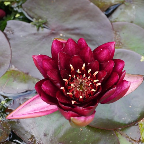 Nymphaea burgundy princess - nymphaea, 'burgundy