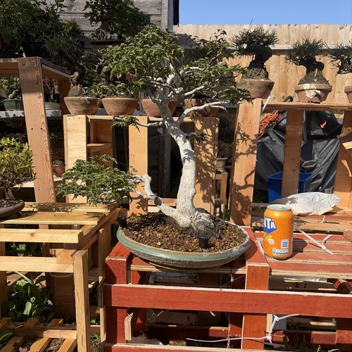Shishi japanese maple bonsai - shishi,