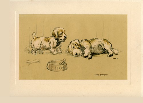 Sealyham terrier dog - sealyham,