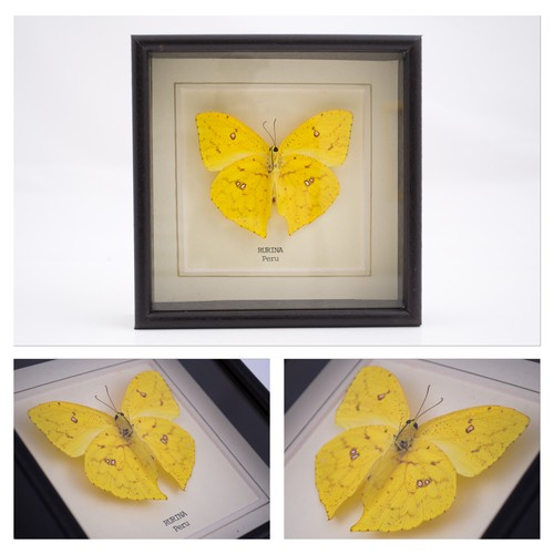 Real rurina butterfly hand - hand, set