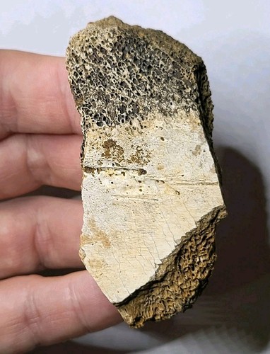 Real hell creek dinosaur - real,