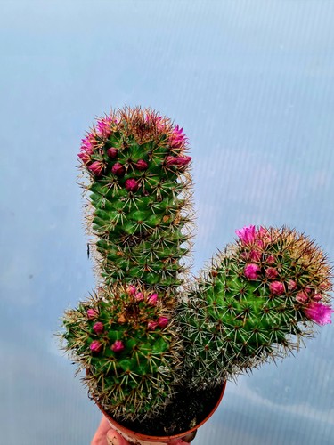 Clearance mammillaria matudae - clearance:,