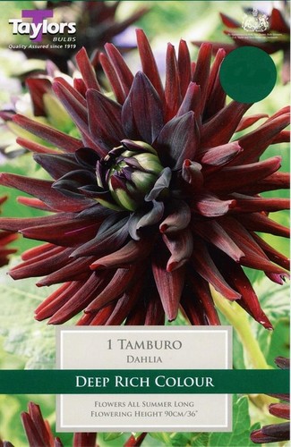 Dahlia semi cactus - semi-cactus, tamburo