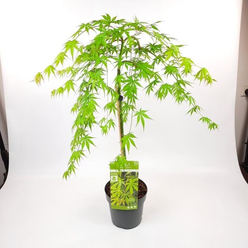 Japanese maple cascade - japanese, 'cascade