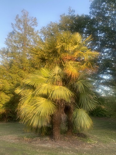 Trachycarpus fortunei - 50,