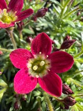 x2 Saxifraga Alpino Red