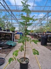 Hardy Eucalyptus Blue Gum, 120 - 150cm Eucalyptus Globulus in a 5 Litre pot. 