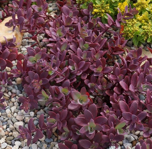 Sedum sunsparkler - sedum, sunsparkler®