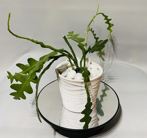 Fishbone cactus epiphyllum - fishbone,