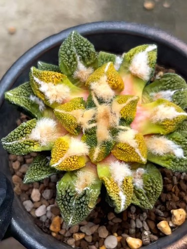 5cm rare live - 6.5cm,