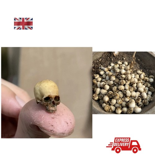 Mini skull decoration - mini, high