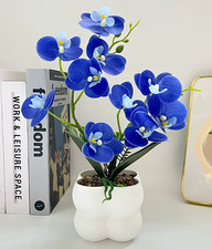 Vibrant Blue Butterfly Orchid