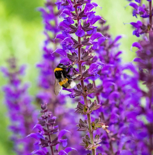 Salvia meadow sage blue purple - meadow,