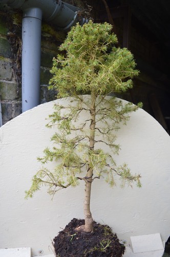 Pine tree bonsai - bonsai, (a)