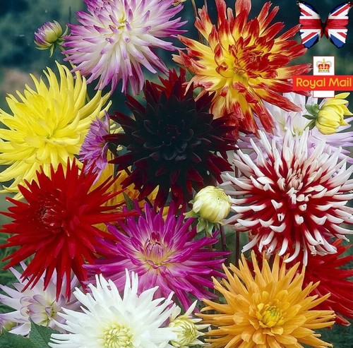 Dahlia seeds cactus mix - dahlia,