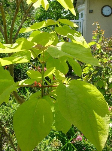 3ft golden indian - lg, bean