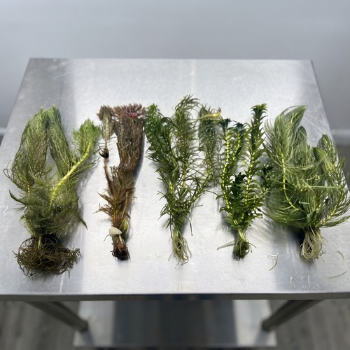 Oxygenating pond plants - pond,