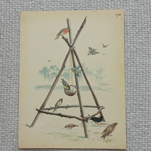 Vintage 1977 garden birds - vintage,