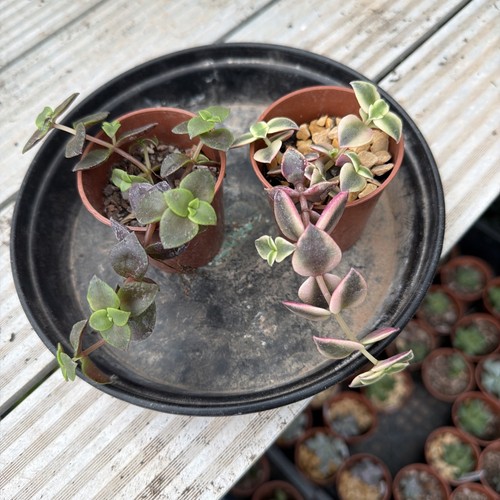 Crassula pellucida rubra 2 - pellucida,