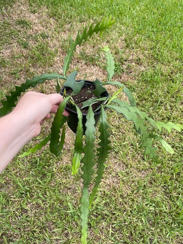 Disocactus anguloger - disocactus,