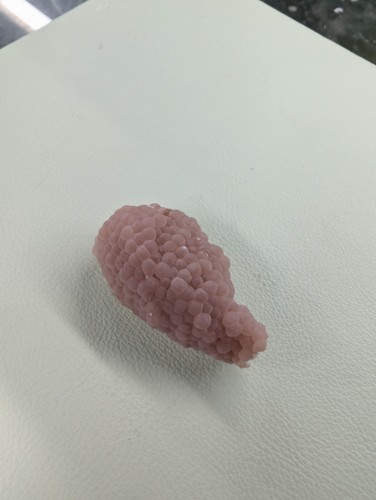 Purple mystery snails - snails, eggs