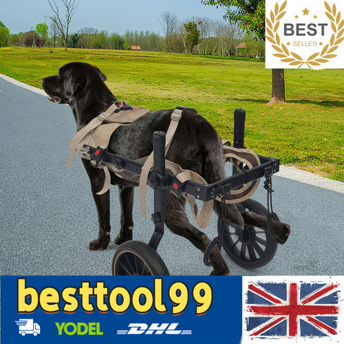 Pet rehabilitation walking - rehabilitation,