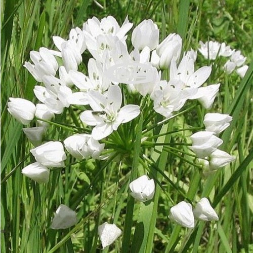 Neapolitanum allium garden - neapolitanum,