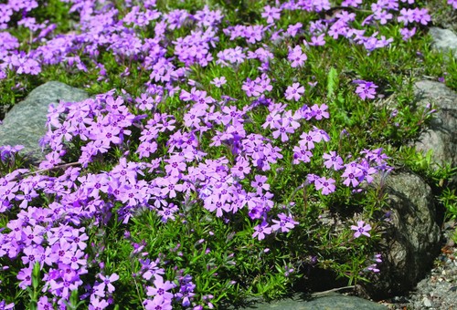 Phlox douglasii rosea - phlox,