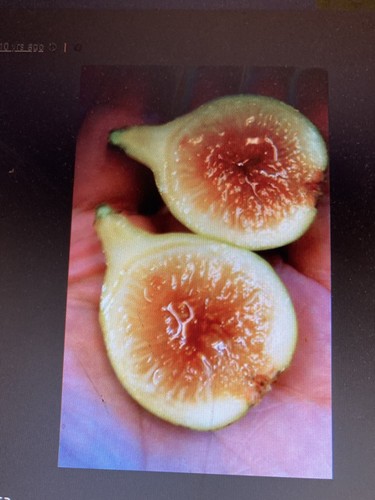 Pingo mell fig tree one - pingo,