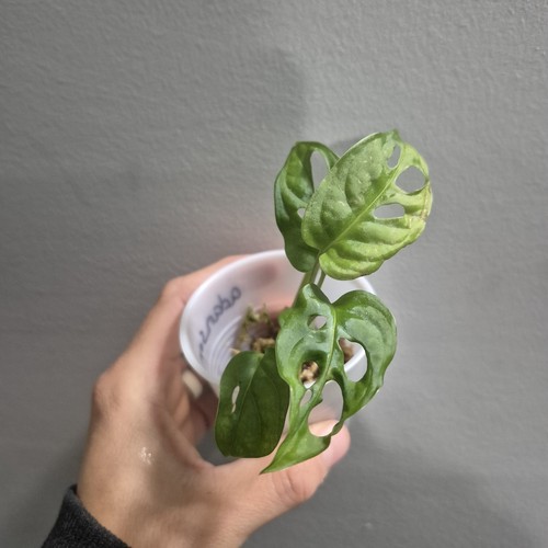 Monstera adansonii - monstera,