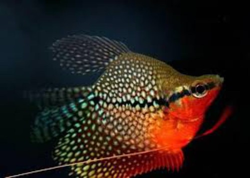 Pearl balloon gourami - balloon,