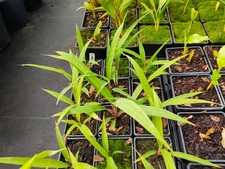 Cordyline neocaledonica - 7 cm