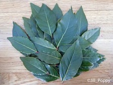 Bay Leaves, 50 Fresh Picked to