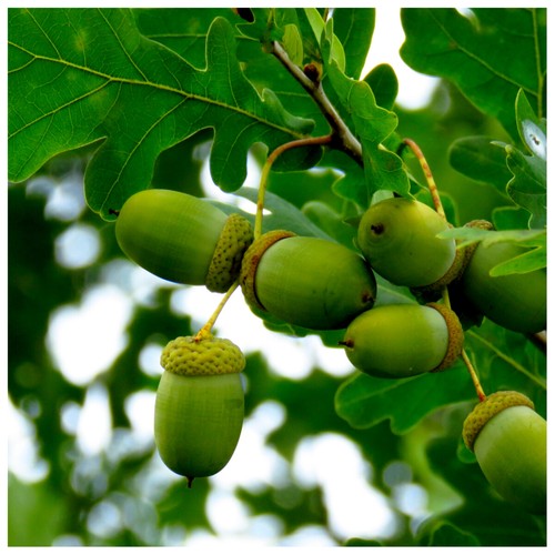 100 english oak - english,