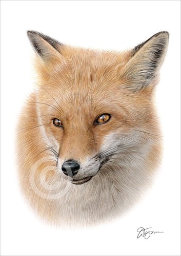 Red fox color pencil drawing - color,