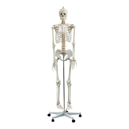 Life size skeleton - life-size,