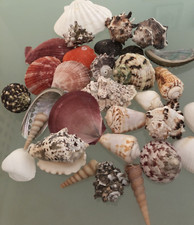 Mixed Large Natural Sea shells