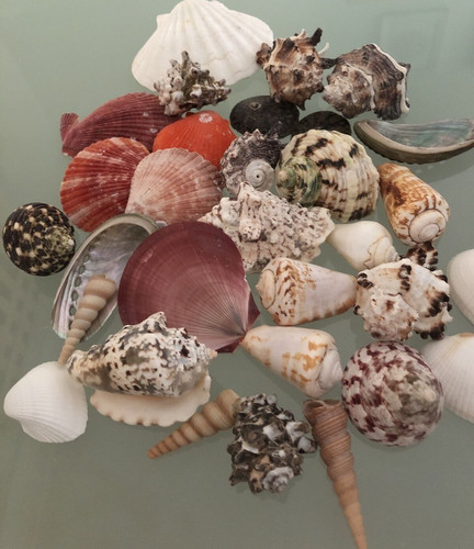 Mixed large natural - mixed, shells
