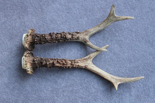 Pair roe deer - antlers, (set