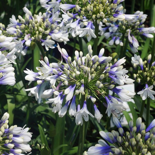 Agapanthus twister plant - twister,