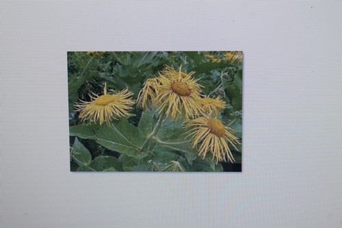Seeds elecampane inula - 20,