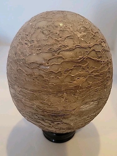 Dinosaur egg fossilized - dinosaur,
