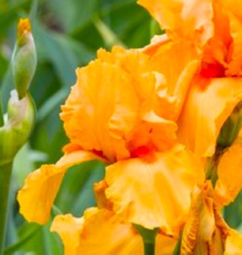 Iris germanica oktoberfest - iris,