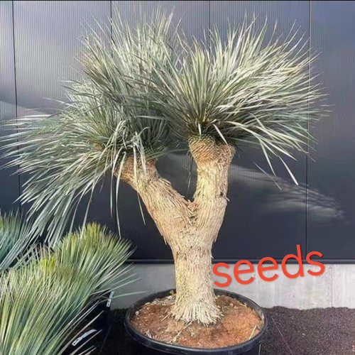 Yucca rostrata eeds - rostrata, s