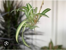 3x Spider plant cutting well