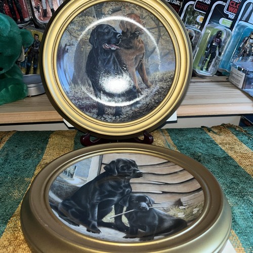 Lovely pair labrador - lovely,