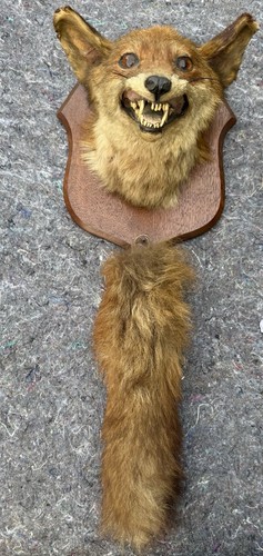 Taxidermy fox mask - fox, head