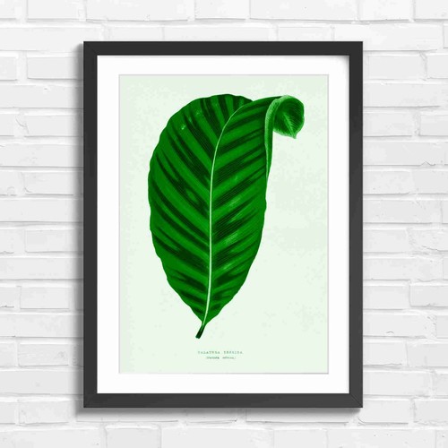 Botanical zebra calathea leaf - zebra,