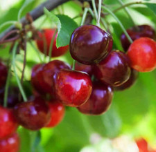 Cherry Tree Morello - Large