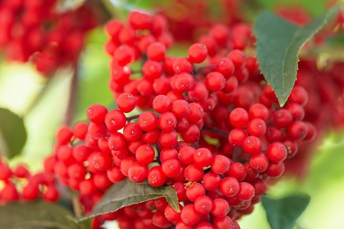 100 red elderberry sambucus - 100,